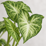 Syngonium 'White Butterfly' Indoor Plant  2