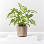 Syngonium 'White Butterfly' Indoor Plant  1