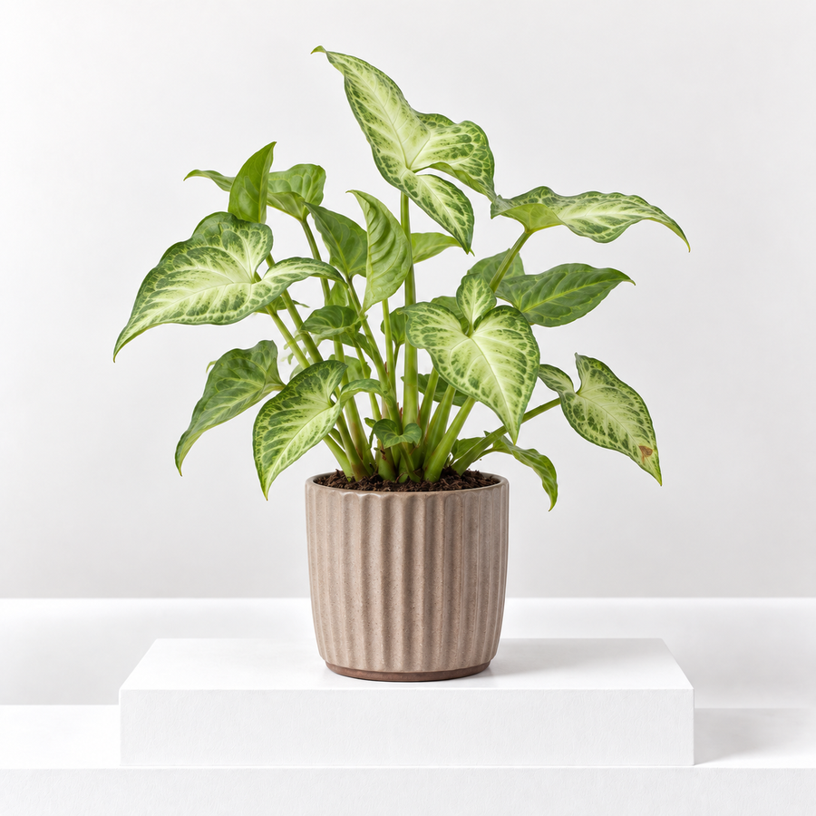Syngonium 'White Butterfly' Indoor Plant  1