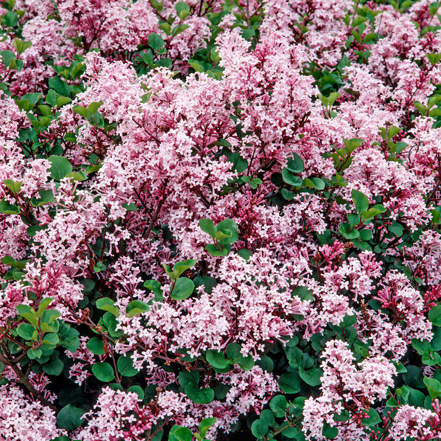 Pink Syringa Palibin - Dwarf Korean Scented Lilac Tree syringapalibin 2