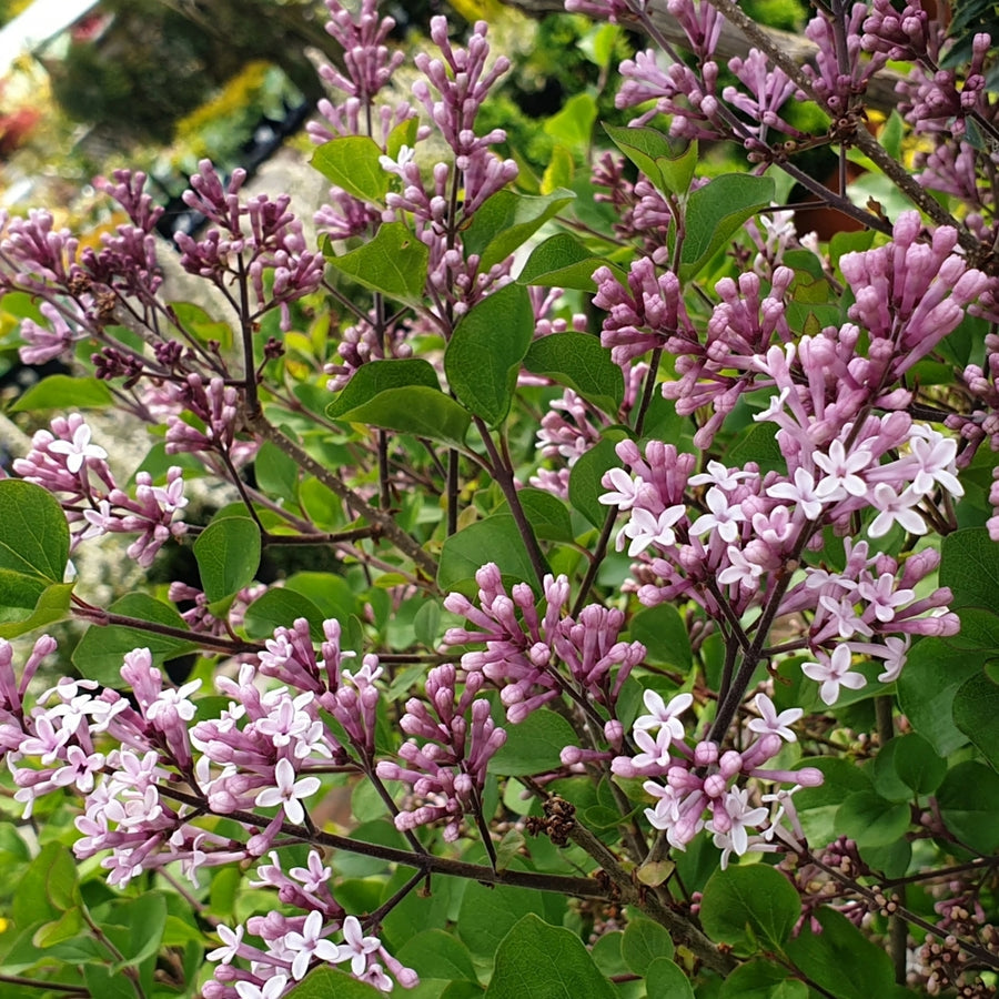 Pink Syringa Palibin - Dwarf Korean Scented Lilac Tree syringapalibin1 3