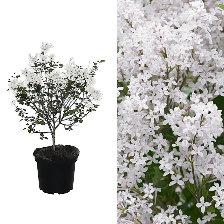 White Syringa Flowerfesta - Dwarf Korean Scented Lilac Tree White Syringa Flowerfesta - Dwarf Korean Scented Lilac Tree image1 2