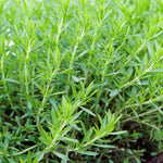 Artemisia Dracunculus Tarragon  1