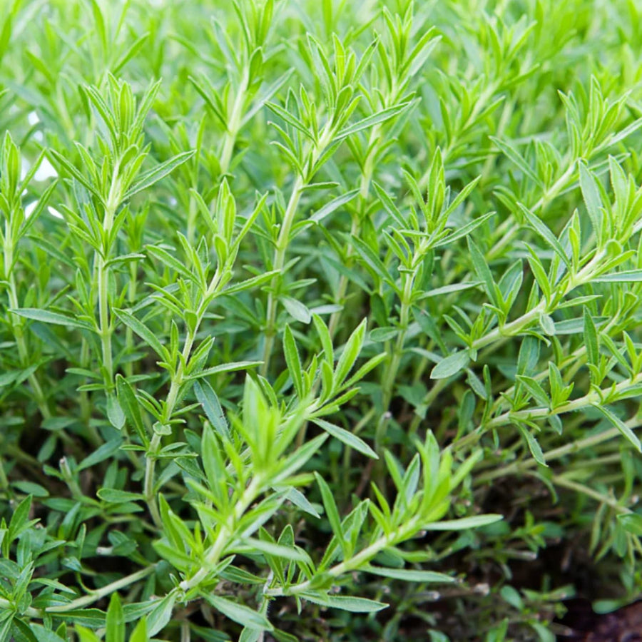 Artemisia Dracunculus Tarragon  1