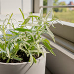 Artemisia Dracunculus Tarragon  2