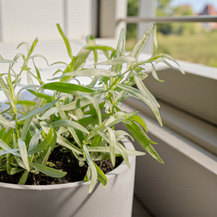 Artemisia Dracunculus Tarragon  2