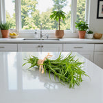 Artemisia Dracunculus Tarragon  3