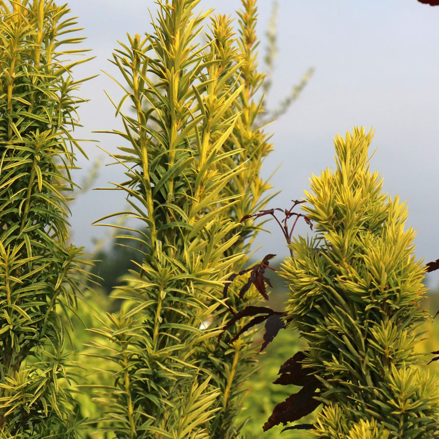 Taxus baccata 'Shining Light' taxus 4