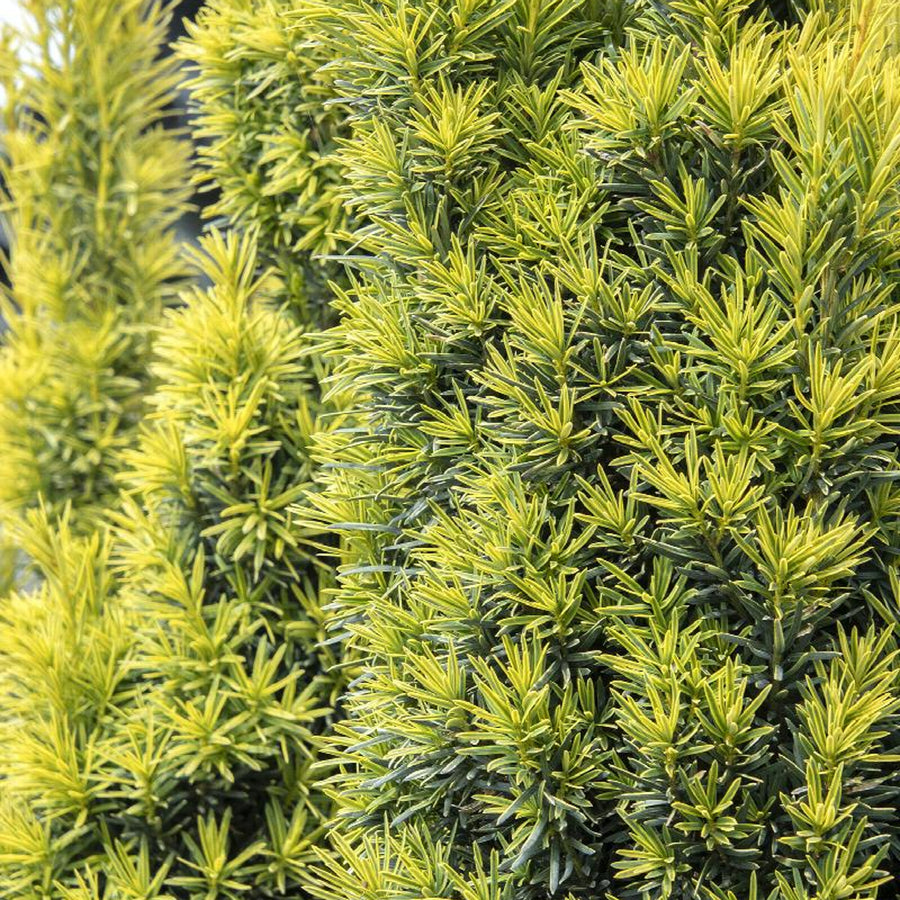 Taxus baccata 'Shining Light' taxus1 1