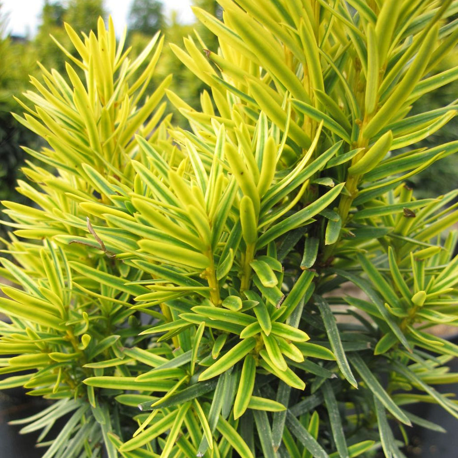 Taxus baccata 'Shining Light' taxus2 5