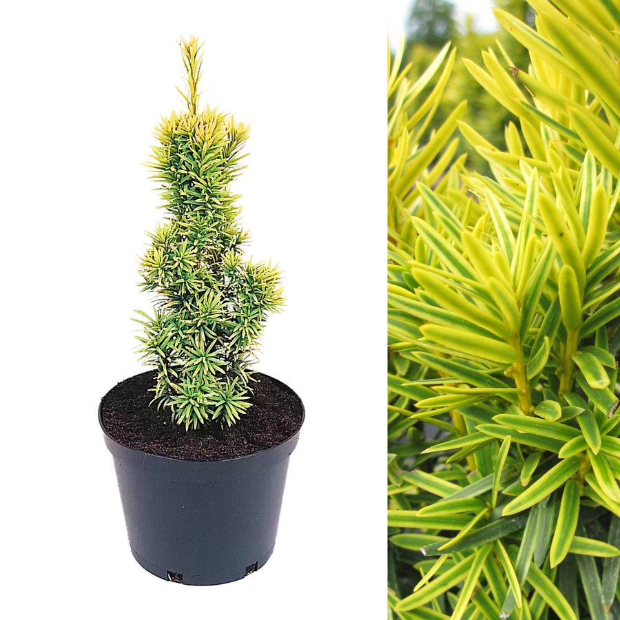 Taxus baccata 'Shining Light' taxus3 2