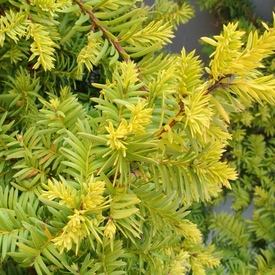 Taxus baccata 'Shining Light' taxus4 3