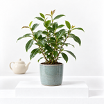 Camellia Tea Plant Gift in Terracotta Pot  1