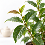 Tea Plant - Camellia Sinensis  2