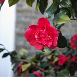 Camellia Japonica R.L Wheeler Plant  1
