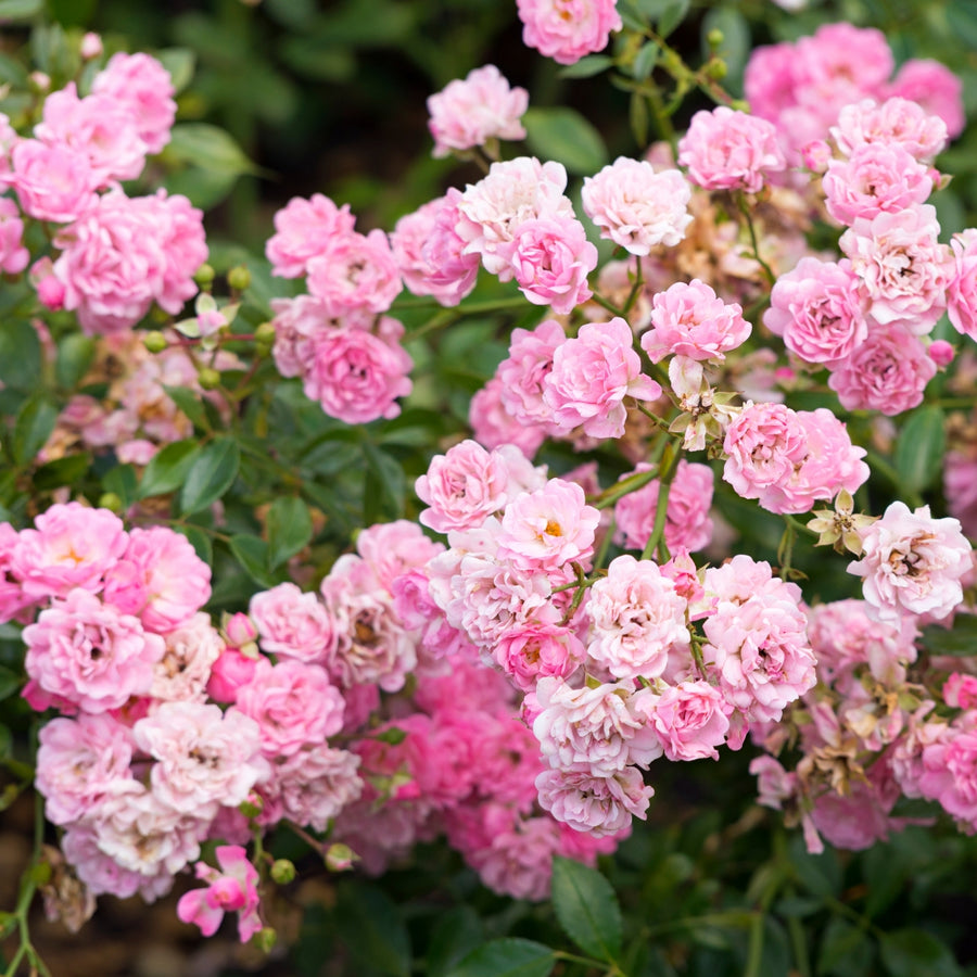 Rose Bush The Fairy  1