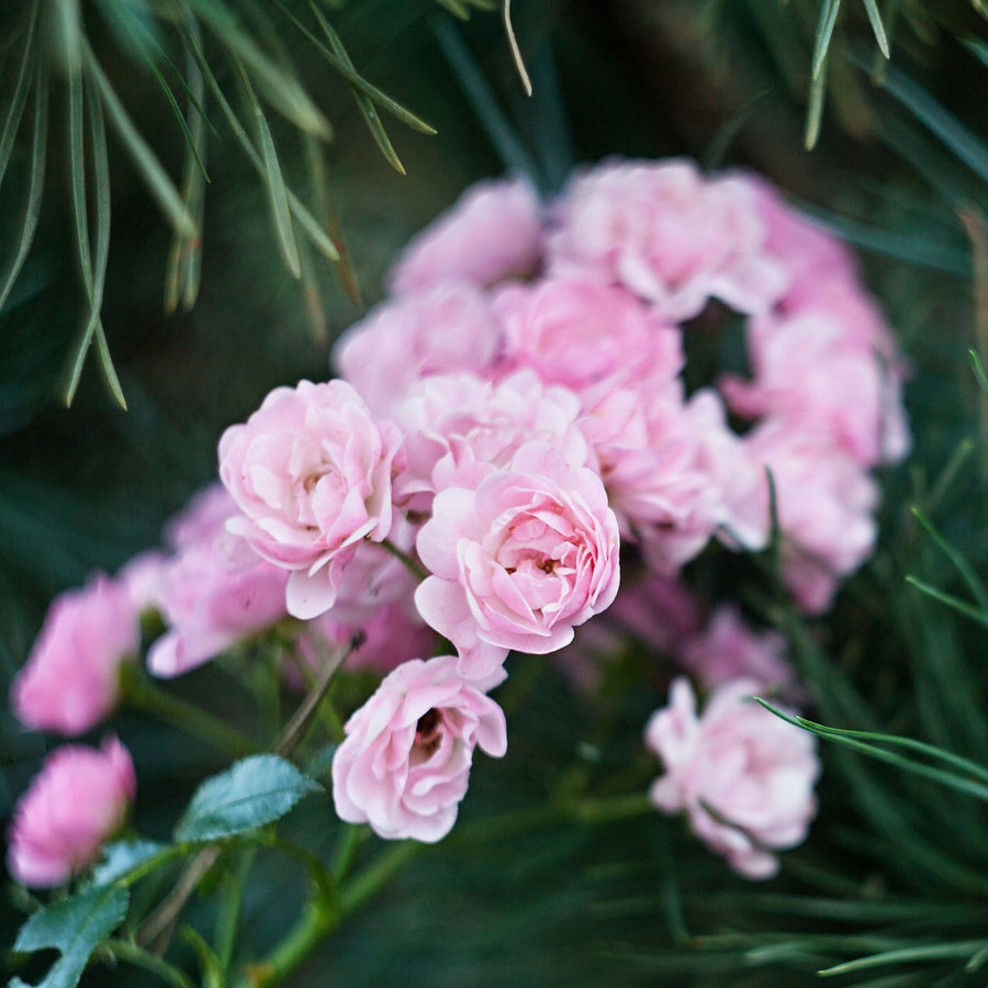 Rose Bush The Fairy  3