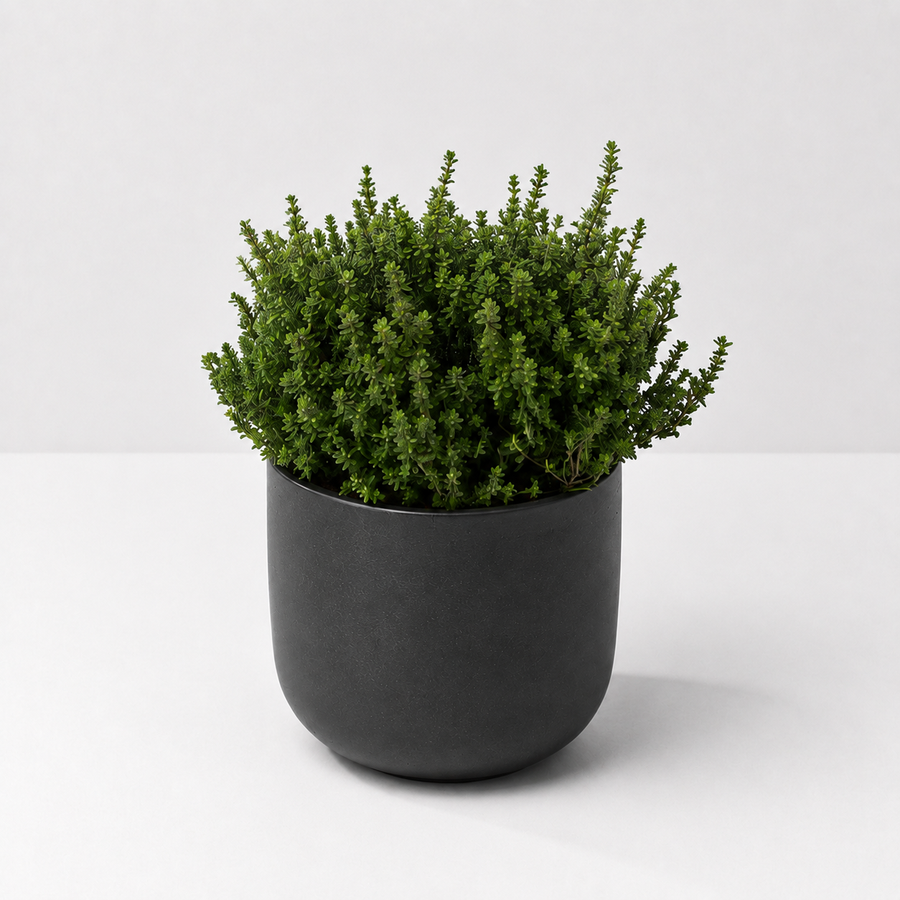 Large Herb Plant Mix - Rosemary, Bay, Thyme & Lavender  4