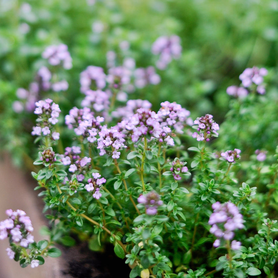 Thyme Lollipop Tree Thyme Lollipop Tree image3 3