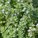 Thyme Plant  1