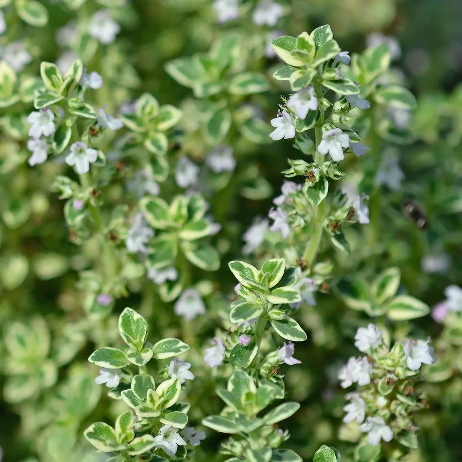 Thyme Plant  1