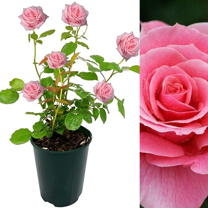 Pink Rose Bush - Tickled Pink