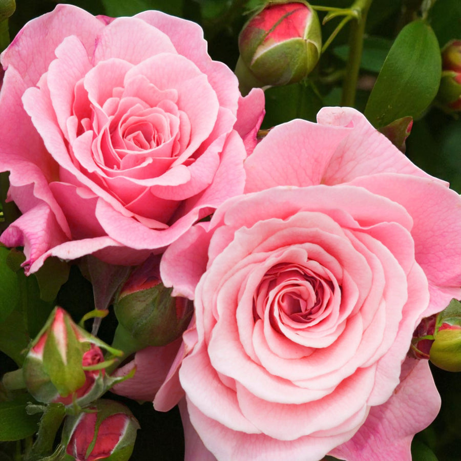 Tickled Pink Bare Root Rose  2