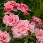 Tickled Pink Bare Root Rose  3