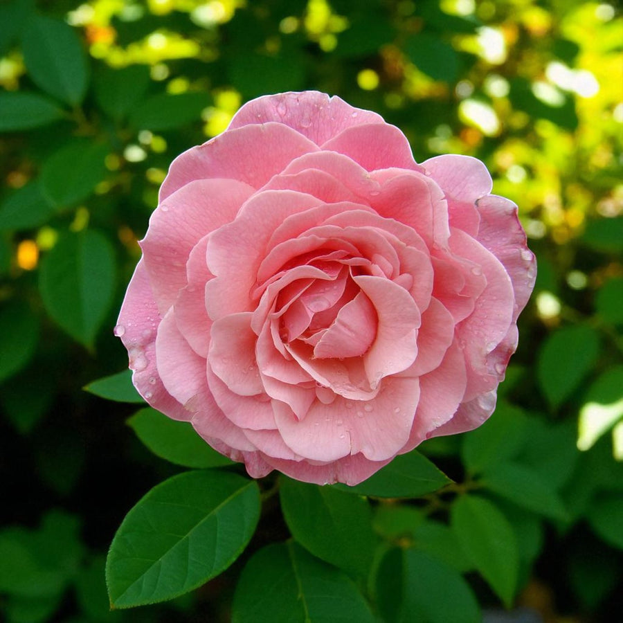Tickled Pink Bare Root Rose  1