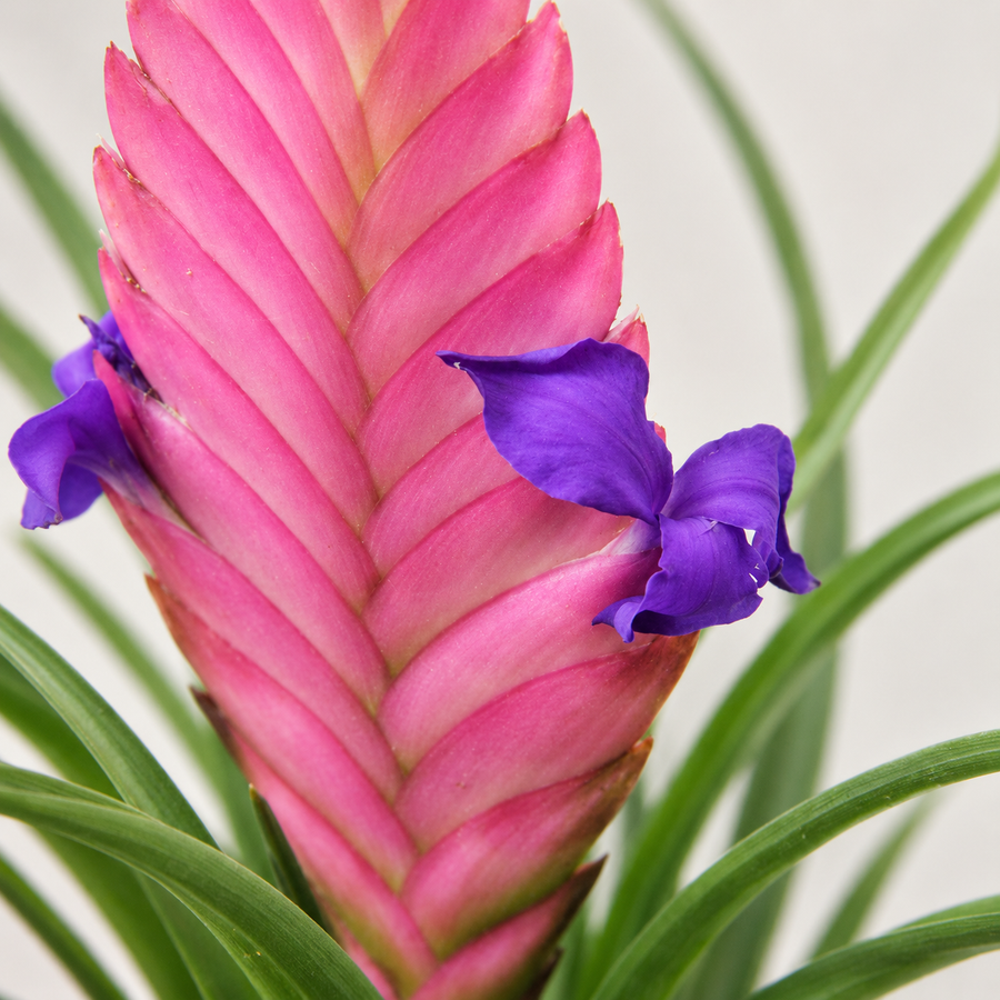 Tillandsia Cyanea Bromeliad Plant  2
