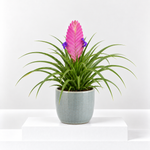 Tillandsia Cyanea Bromeliad Plant  1