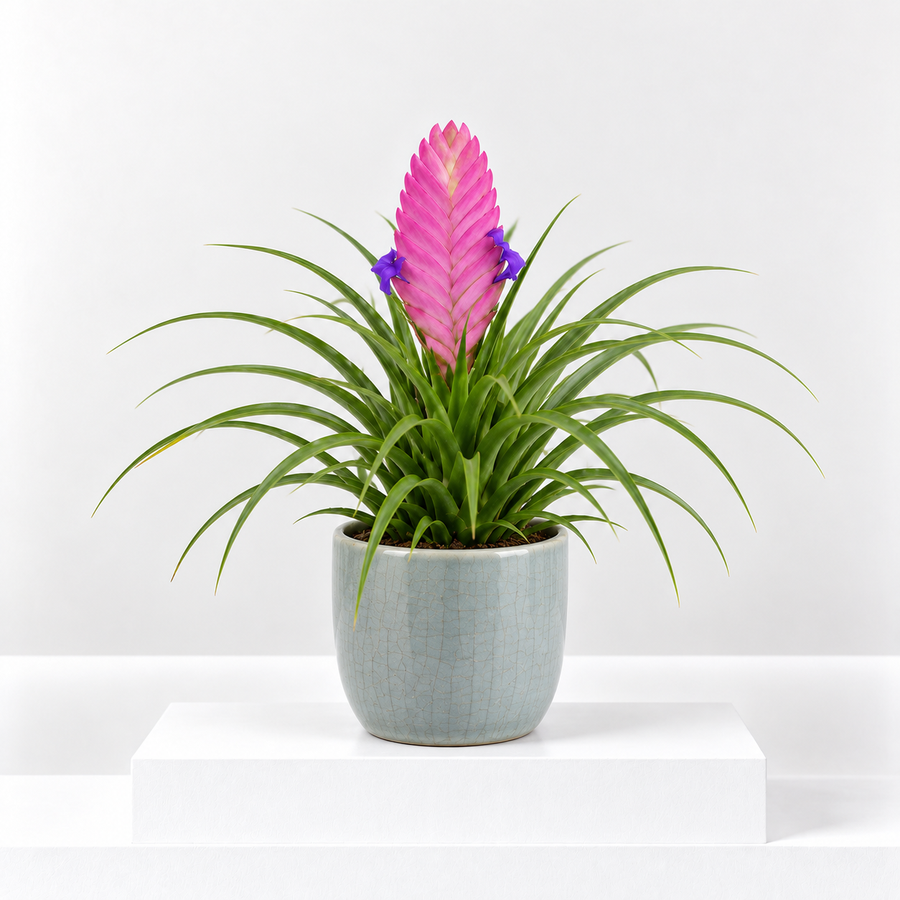 Tillandsia Cyanea Bromeliad Plant  1