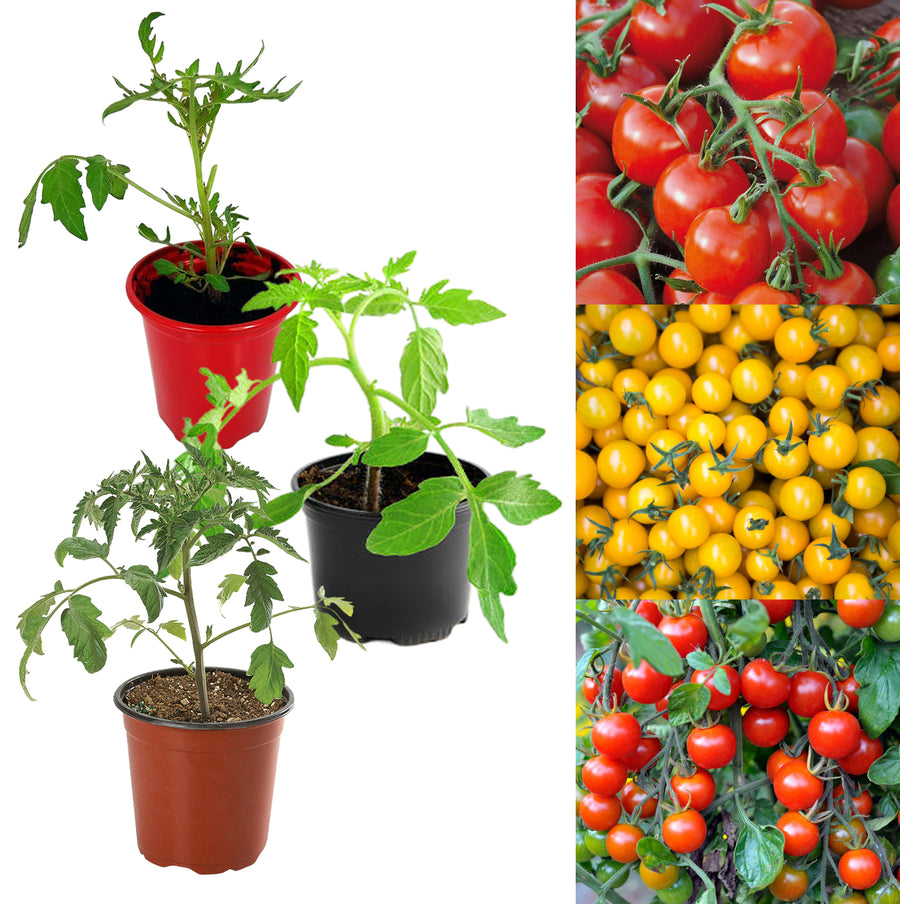 Mixed Tomato Plants  1