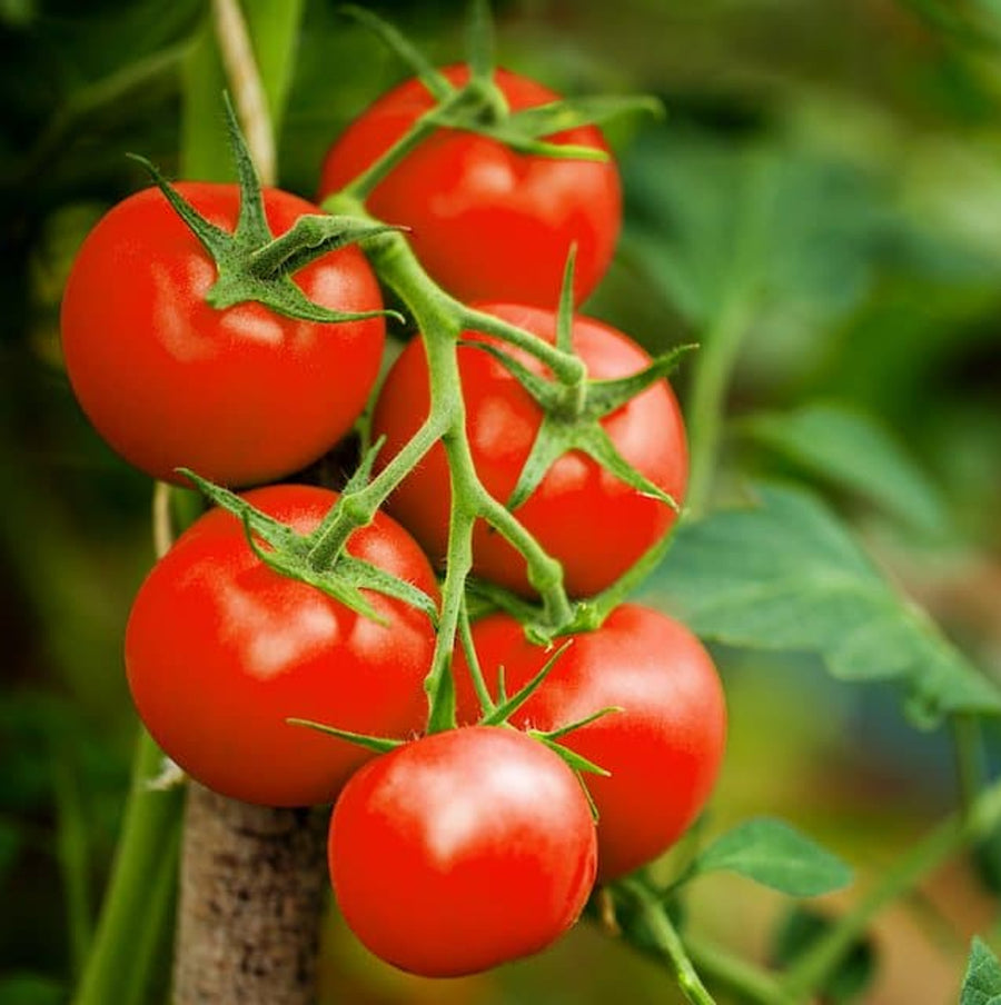Mixed Tomato Plants 3 x Mixed Tomato Plants image4 3