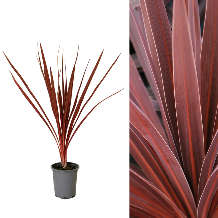 Cordyline Torbay Red Cordyline Torbay Red image1 2