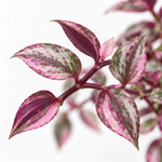 Tradescantia Pink Paradise  2