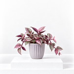 Tradescantia Pink Paradise  1