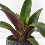 Tradescantia spathacea Purple Plant  3