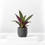 Tradescantia spathacea Purple Plant  1
