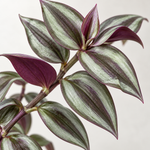 Tradescantia zebrina 'Wandering Dude' Indoor Plant  4