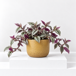 Tradescantia zebrina 'Wandering Dude' Indoor Plant  1