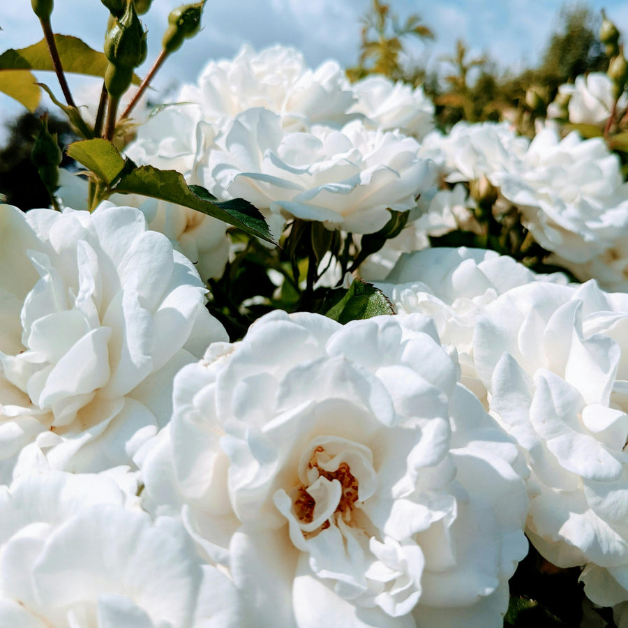Traditional White Rose Bush  1