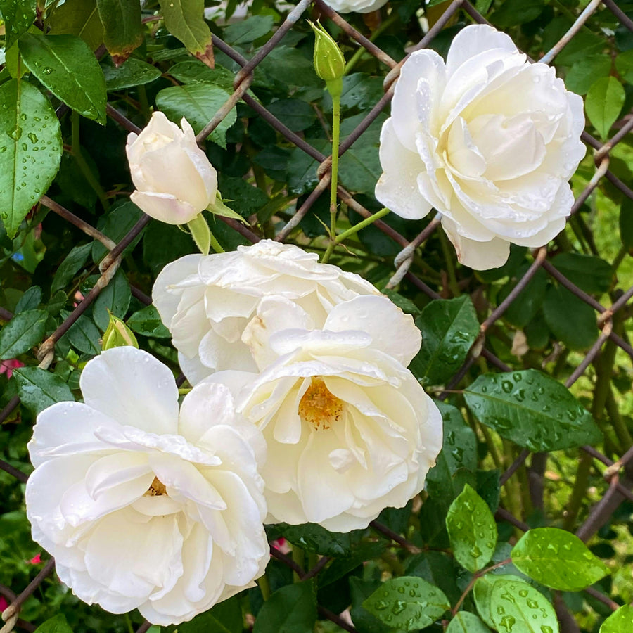 Traditional White Rose Bush  3