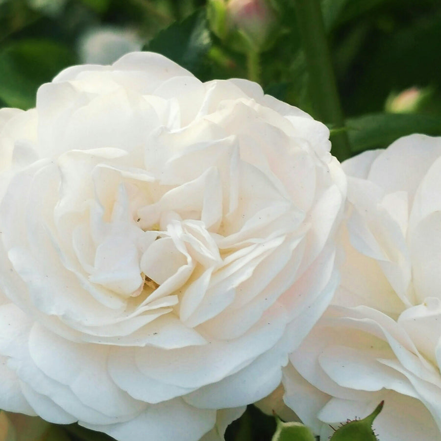 Traditional White Rose Bush  2