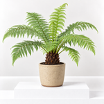 Tree Fern Plant  1