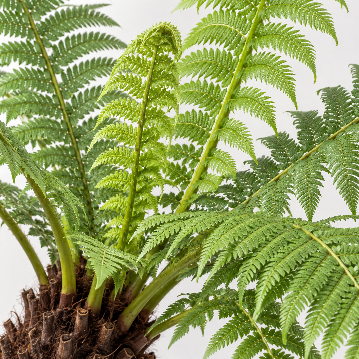 Tree Fen Tree Fern Plant | Exotic Garden Ferns