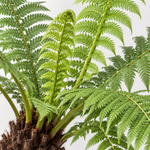 Tree Fern Plant  5