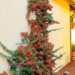 Pyracantha Orange Glow Hedging Shrub  2
