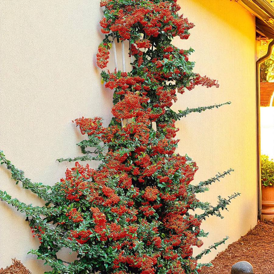 Pyracantha Orange Glow Hedging Shrub  2