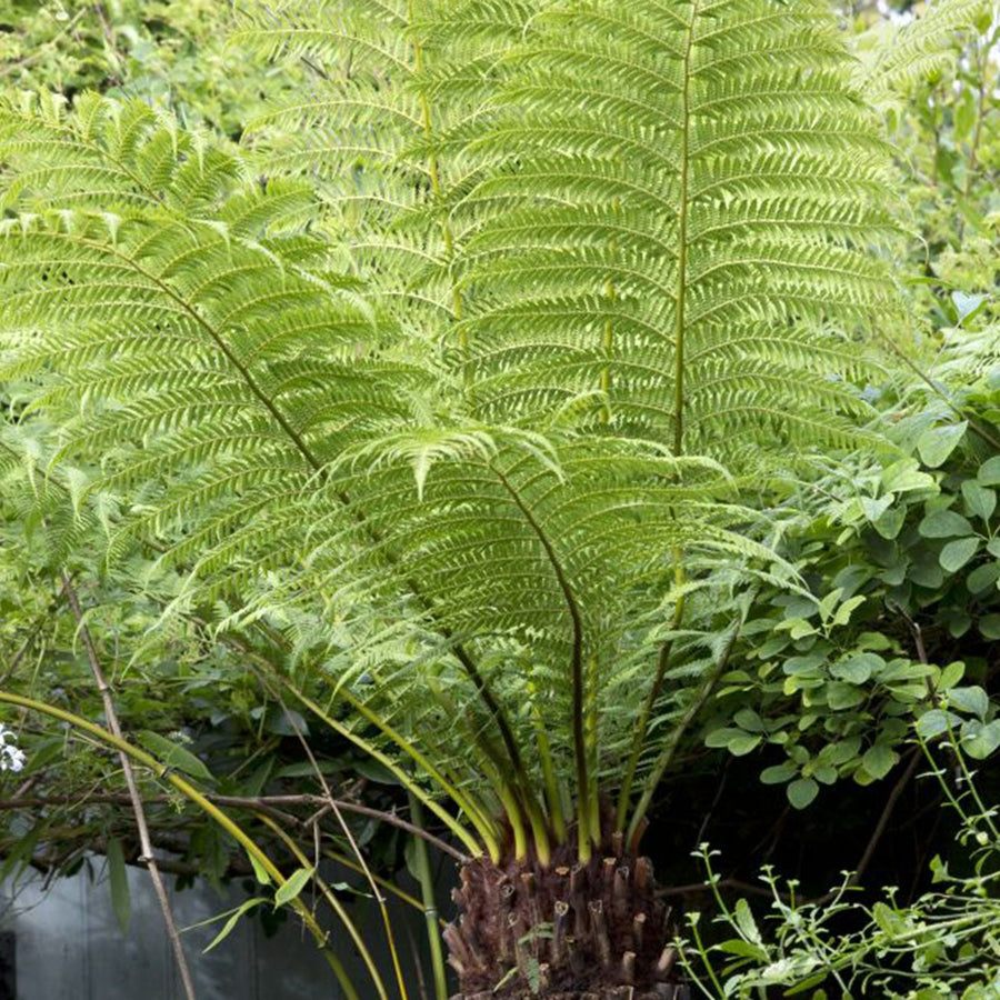 Tree Fern Plant treefern1 2